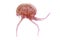Luminiscent red pink jellyfish pelagia noctiluca