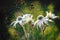 Luminous antique style Flannel Flowers