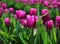 Luminous Backlit Magenta Tulips