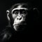 Luminous Black And White Chimpanzee Portrait: Realistic Digital Painting