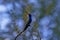 Luminous blue serenity of perched hummingbird