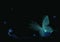 Luminous butterflies in darkness