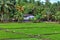 Luminous green rice field with a lot of birds, stork and heron