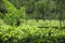 A luminous green tea plantation with healthy tea plants