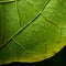 Luminous Leaf: A Detailed Botanic Study In Uhd