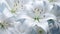 Luminous Lily: White Lily Petals Laden with Droplets Glow Under the Sun AI Generated