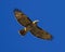 Luminous Red-tailed Hawk soars directly overhead