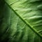 Luminous Shadows: Close-up Of Organic Mint Leaf In Uhd