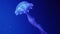 A luminous spotted jellyfish floats in blue water.