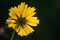 LUMINOUS TICKSEED FLOWER ON A STEM IN SUNLIGHT