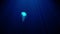 Luminous transparent jellyfish slowly floats deep under water in the rays of light. bioluminescent pattern on the body