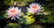 Luminous Water Lilies on a Pond in a Water Garden AI Generated