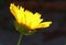 LUMINOUS YELLOW TICKSEED FLOWER IN SUNLIGHT