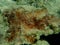 ?lump of Cyanobacteria, formerly called Blue-green algae (Cyanophyta) undersea, Aegean Sea