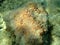 ?lump of Cyanobacteria, formerly called Blue-green algae (Cyanophyta) undersea, Aegean Sea