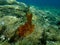 Ð¡lump of Cyanobacteria, formerly called Blue-green algae Cyanophyta, undersea, Aegean Sea, Greece.