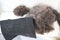 Lumps of gray pile, wool, wool yarn, raw materials for felted toys, demonstration of fiber production on a white background