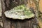 Lumpy Bracket - Trametes gibbosa