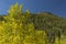 Lumpy Ridge Peak and Golden Aspen Trees