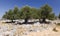 Lun olive trees