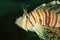 Luna lionfish