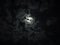 Luna moon in the dark night darkness