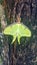 Luna moth