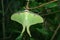 Luna Moth