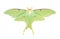 Luna Moth