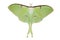 Luna Moth (Actias luna)