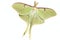 Luna Moth (Actias luna)