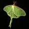 Luna Moth (Actias Luna)