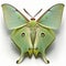 Luna moth Actias luna butterfly. Beautiful Butterfly in Wildlife. Isolate on white background