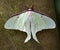 Luna Moth Butterfly