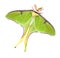 Luna Moth with Clipping Path