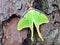 Luna Moth on a Pine Tree (close-up macro)