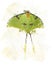 Luna Moth Watercolor