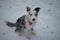 Luna the Texas Heeler looking up