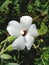 Luna White Hardy Hibiscus Plant