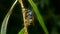 Lunar Hornet Clearwing Moth Sesia bembeciformis