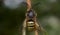 Lunar Hornet Clearwing Moth Sesia bembeciformis