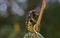 Lunar Hornet Clearwing Moth Sesia bembeciformis