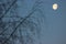 Lunar urban landscape. night on the street, nearing dawn. the moon next to the tree branches