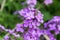 Lunaria annua, annual honesty flowers closeup selective focus