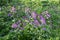 Lunaria annua_annual silver leaf perennials near