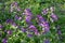 Lunaria annua_annual silver leaf perennials near