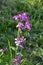 Lunaria annua_annual silver leaf perennials near