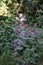 Lunaria annua blooms with purplish pink flowers in May. Berlin, Germany