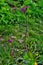 Lunaria annua flowers. Penny flower, honesty. Dollar plant