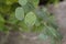 Lunaria annua green seedpods